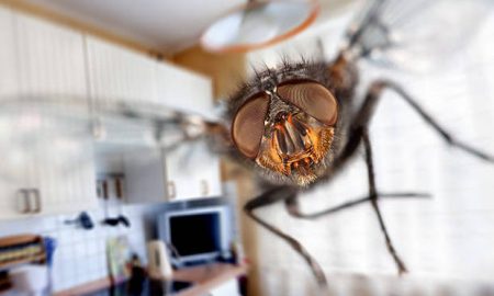 Διώξτε τα έντομα από το σπίτι σας