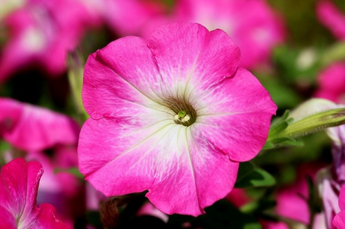 9 αγαπημένα λουλούδια για το μπαλκόνι σου & πώς να τα φροντίσεις!