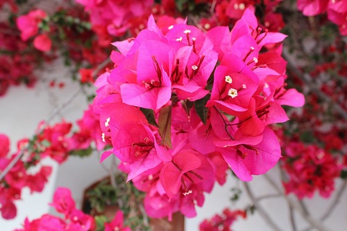 9 αγαπημένα λουλούδια για το μπαλκόνι σου & πώς να τα φροντίσεις!